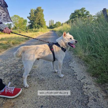 Photo 2/2 Chien retrouvé Perdu à Giraumont