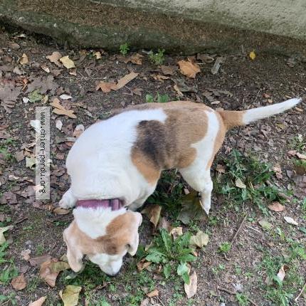 Photo 1/1 Chien retrouvé Trouvé à Toulouse