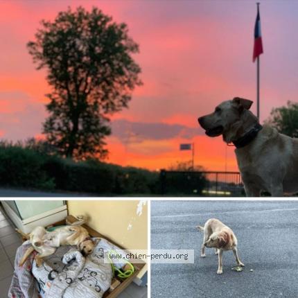 Photo 1/1 Chien retrouvé Perdu à Magny en vexin