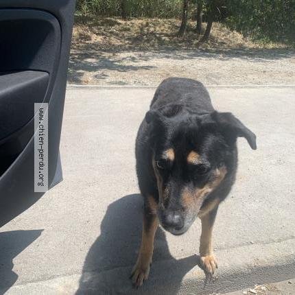 Photo de chien trouvé à Montpellier