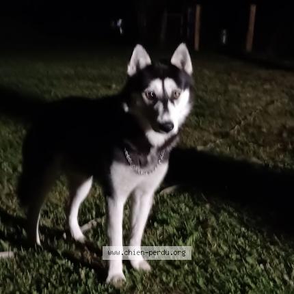 Photo 1/1 Chien retrouvé Perdu à Sion les mines