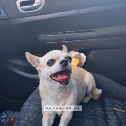 Photo de chien trouvé à Baillargues