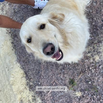 Photo de chien perdu à Missy