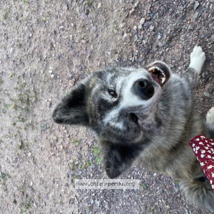 Photo 1/1 Chien retrouvé Perdu à Val d ary missy