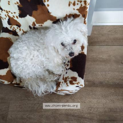 Photo de chien perdu à La Teste De Buch