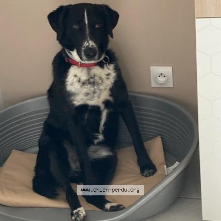 Photo de chien perdu à La Loupe