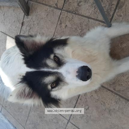 Photo de chien perdu à St Genest Lerpt