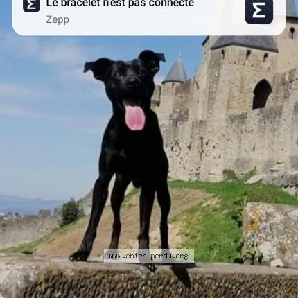 Photo 1/1 Chien retrouvé Perdu à Laure minervois