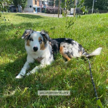 Photo 1/1 Chien retrouvé Perdu à Menthon saint bernard