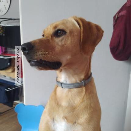 Photo de chien perdu à Truyes