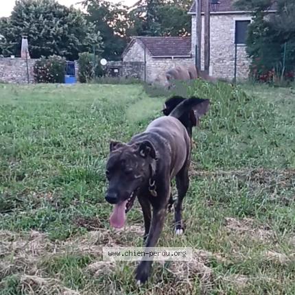 Photo de chien perdu à Rivieres