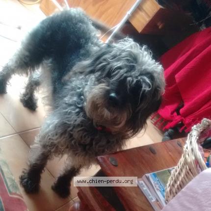 Photo de chien perdu à Cahors