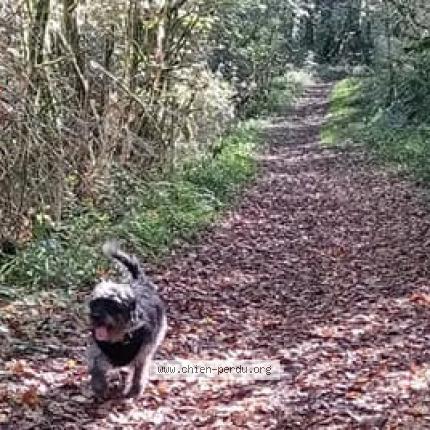 Photo 2/2 Chien retrouvé Perdu à Cahors