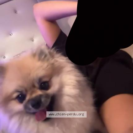 Photo 1/1 Chien retrouvé Perdu à Villeurbanne