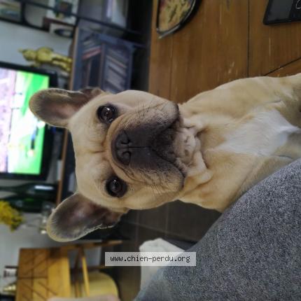 Photo 1/1 Chien retrouvé Perdu à Saint paul trois chateaux