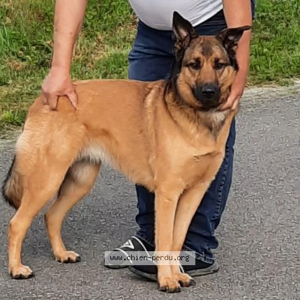 Photo 1/1 Chien retrouvé Perdu à Poiroux