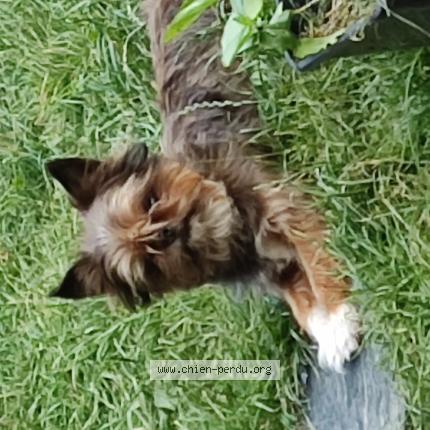 Photo 1/1 Chien retrouvé Perdu à Annecy