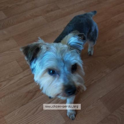 Photo 1/1 Chien retrouvé Perdu à St martin de fontenay