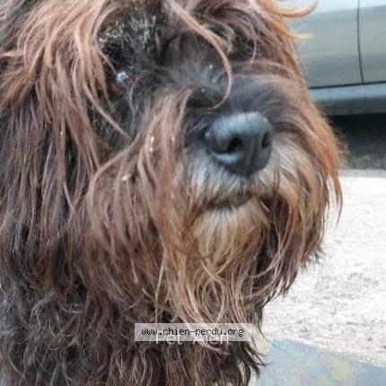 Photo de chien perdu à Tulle