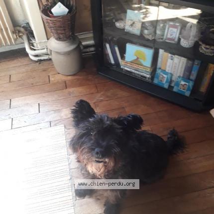 Photo 2/2 Chien retrouvé Perdu à Tulle