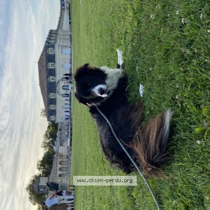 Photo de chien perdu à Rochefort