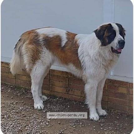 Photo de chien perdu à La Guerche Sur L Aubois
