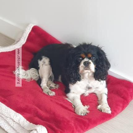 Photo 1/1 Chien retrouvé Trouvé à Guingamp