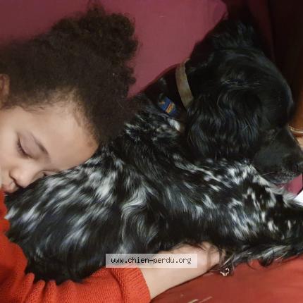 Photo 1/1 Chien retrouvé Perdu à Tregueux