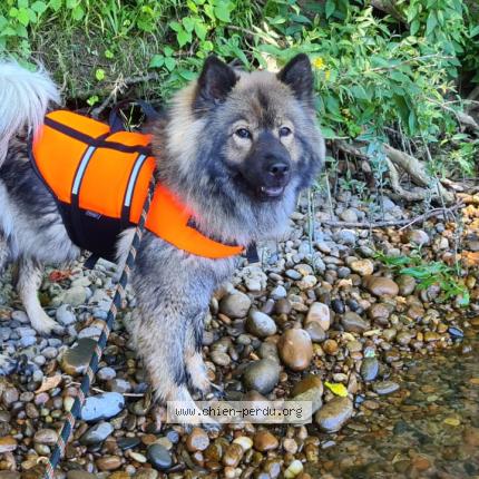 Photo 1/1 Chien retrouvé Perdu à Sarlat la caneda