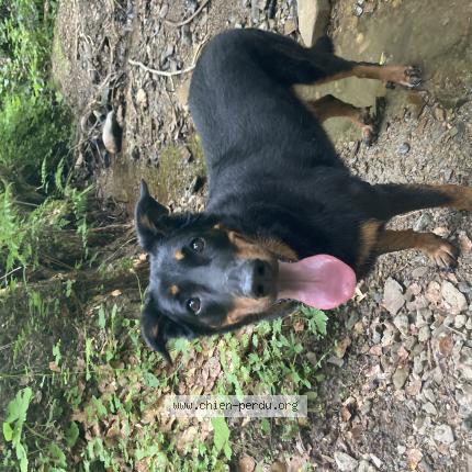 Photo 1/1 Chien retrouvé Perdu à Evian les bains