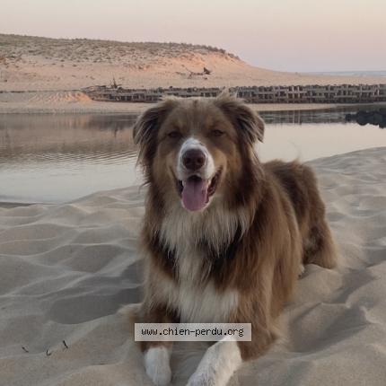 Photo 1/1 Chien retrouvé Perdu à Contis plage