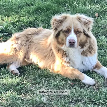 Photo de chien perdu à Paulmy