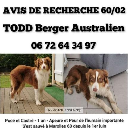 Photo de chien perdu à Marolles