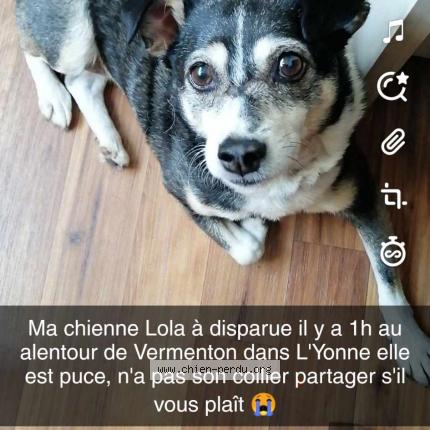 Photo 1/1 Chien retrouvé Perdu à Vermenton