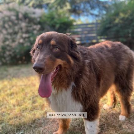 Photo 1/1 Chien retrouvé Trouvé à Taverny