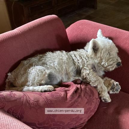 Photo de chien perdu à Bonnemain