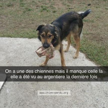 Photo 1/2 Chien retrouvé Perdu à Biganos