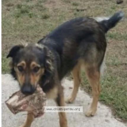 Photo 2/2 Chien retrouvé Perdu à Biganos