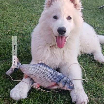 Photo de chien perdu à La Chapelle De La Tour
