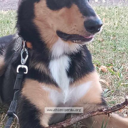 Photo 1/1 Chien retrouvé Perdu à Lipsheim