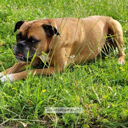 Photo 1/1 Chien retrouvé Perdu à Cancon