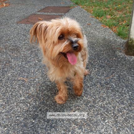 Photo de chien trouvé à Caluire