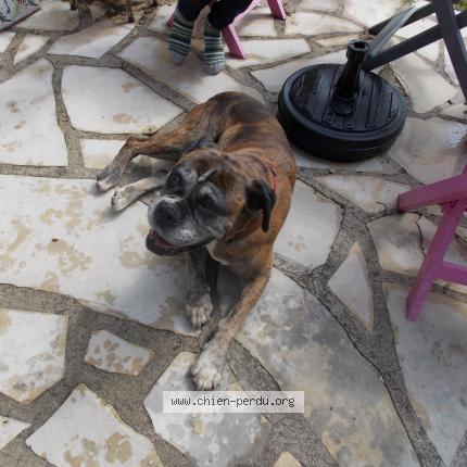 Photo 1/1 Chien retrouvé Trouvé à Poullan sur mer 29100