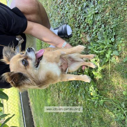 Photo 1/1 Chien retrouvé Trouvé à Uberach