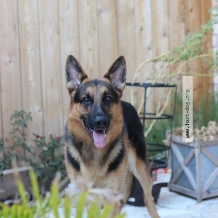 Photo 1/1 Argo Chien perdu à Houston