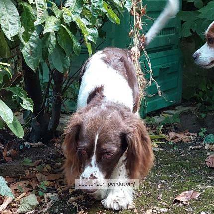 Photo de chien trouvé à Saint Cyr Au Mont D Or