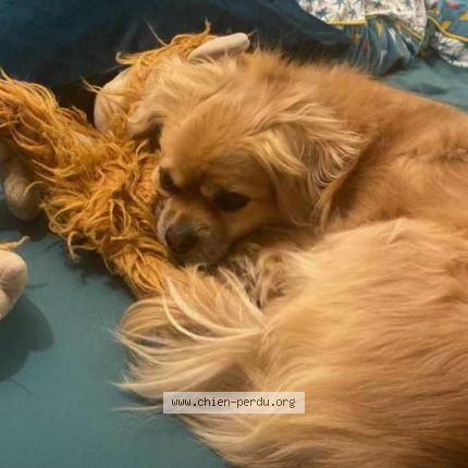 Photo de chien perdu à Boujan Sur Libron