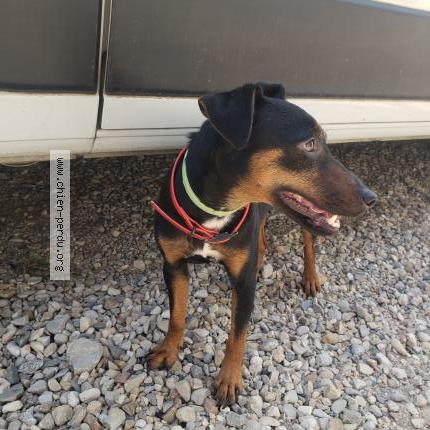 Photo 1/1 Chien retrouvé Trouvé à Villebois