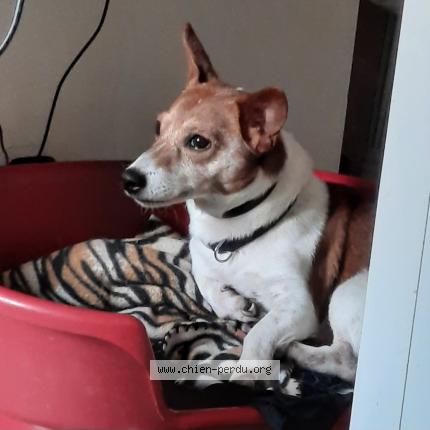 Photo 1/1 Chien retrouvé Perdu à Nanterre