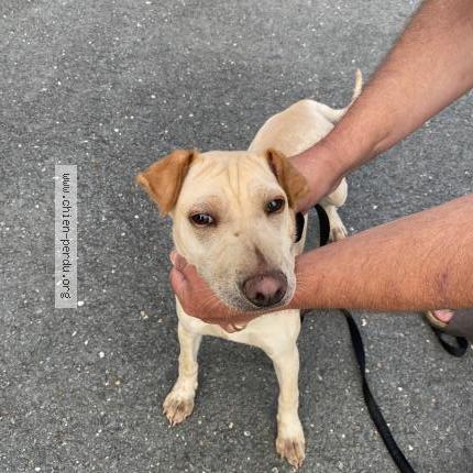 Photo 1/1 Chien retrouvé Trouvé à Coutras